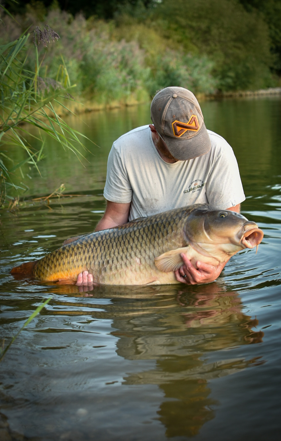 étang tronc du chêne pêche de la carpe