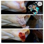 cicavet'eau cicatrisant carpe poisson